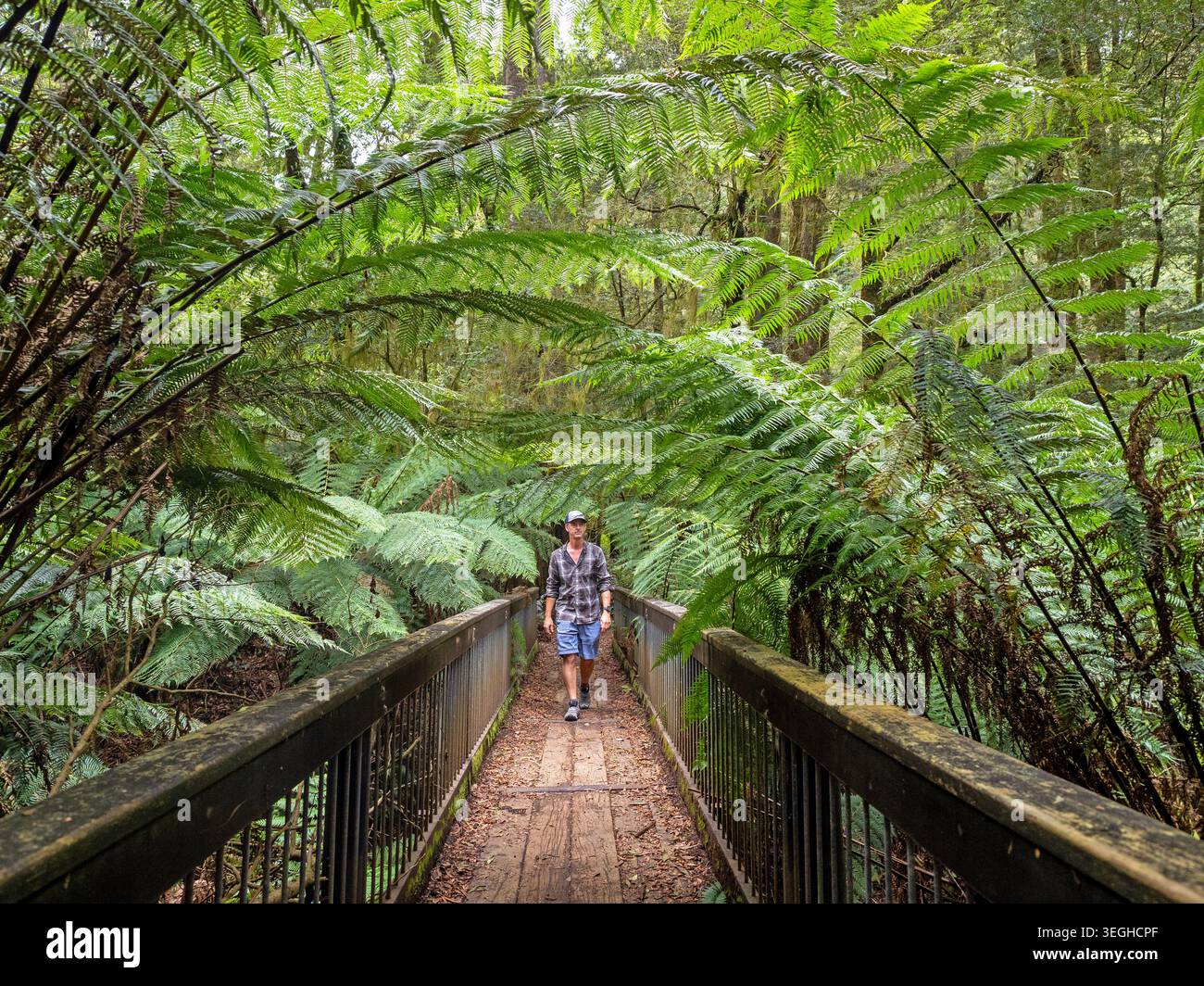Camminando lungo la Madsen's Track Nature Walk a Melba Gully Foto Stock