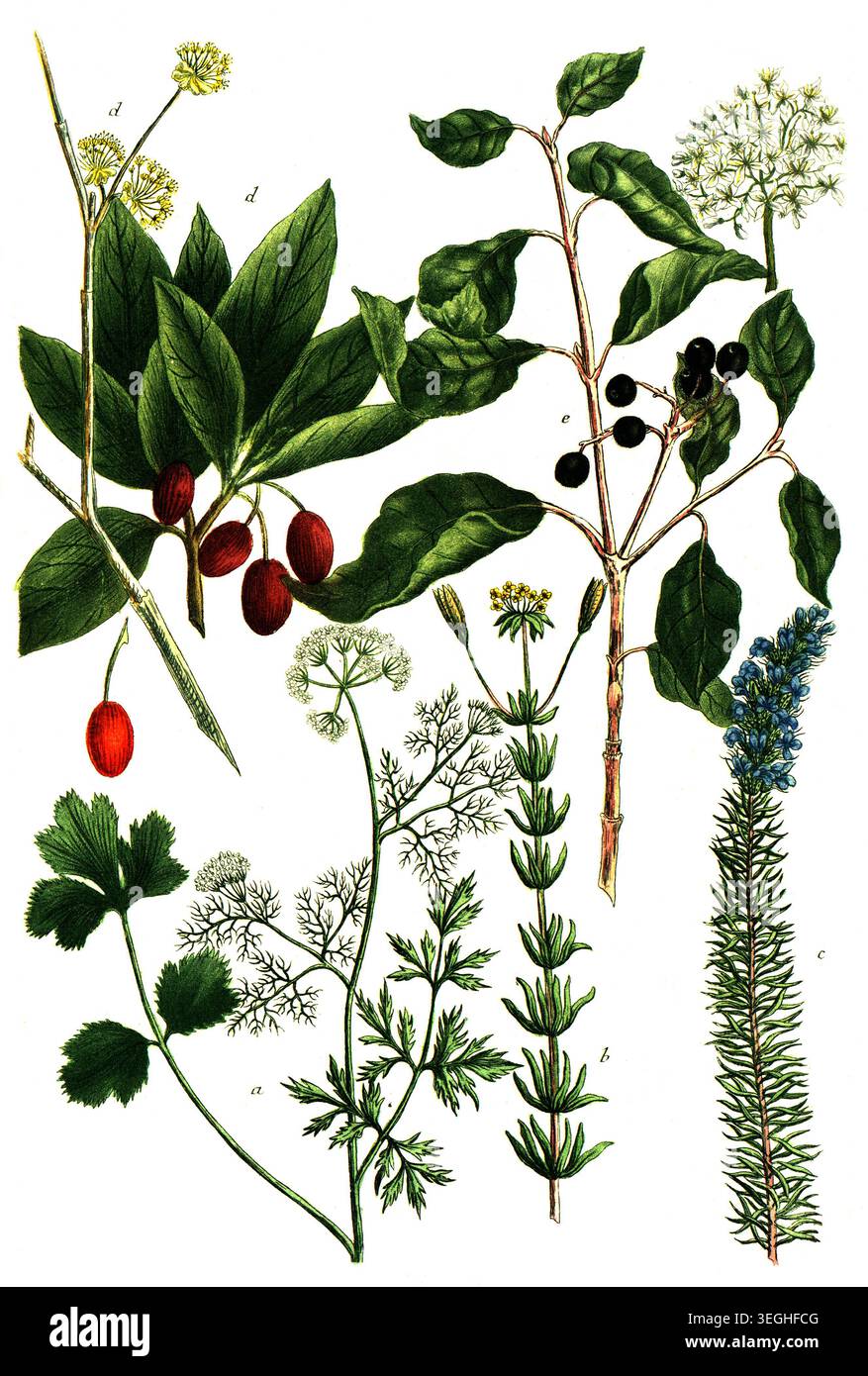 Botanik, Pflanzen, a. Coriandrum, Korriander, B. Coris lutea c: Coris coerulea d. Cornus mas, Kornelkirsche, e. Cornus foemina, Harthartriegel und sum Foto Stock