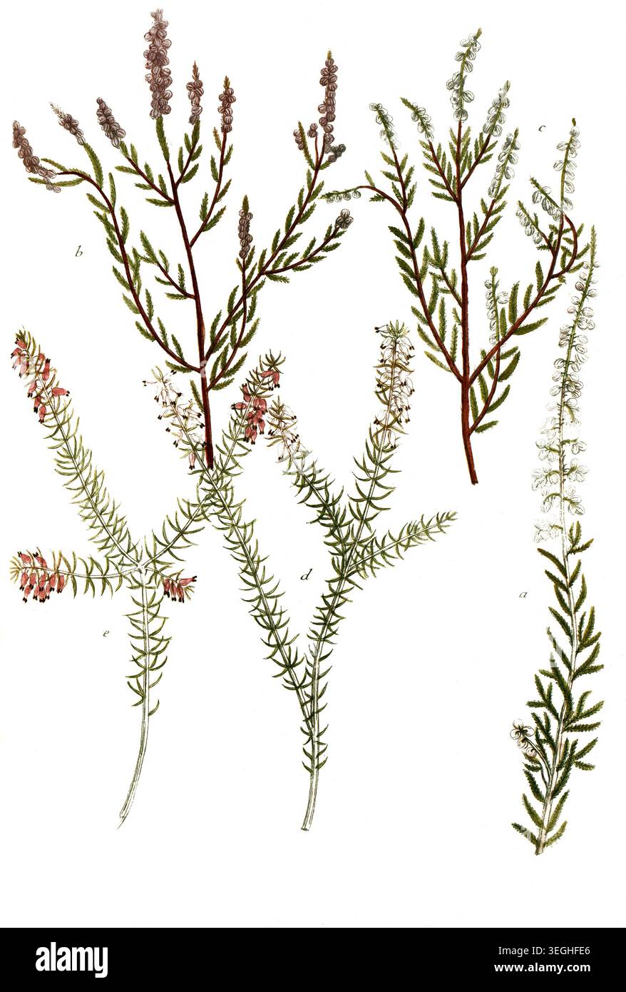 Botanik, Pflanzen, a. B. Erica vulgaris, Besenheide, Heidekraut, c. Erica folio myricae, d. e. Erica juniperi, Reproduktion von einer Vorlage aus dem 19. Jahrhundert. Authentisch, Datei restauriert für Optimum Verwendung, genaues Datum der Vorlage unbekannt Foto Stock