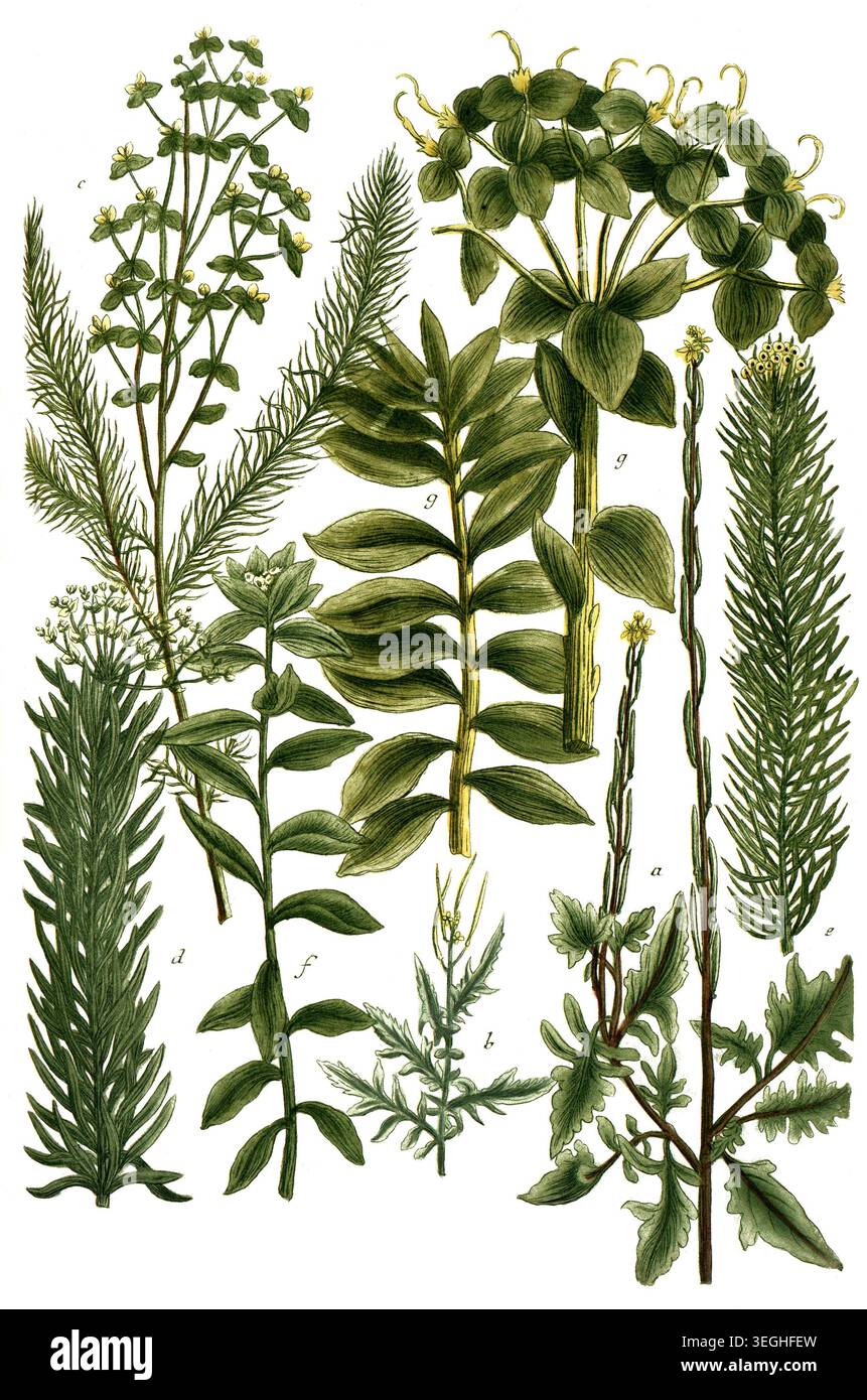 Botanik, Pflanzen, a. Erysimum jria, Wegsenf, B. Erysimum altissimum, c. Esula officinarum, Wolfsmilch, d. Esula linaria, e, Esula foliis pini, f. Esula dendroides, g. Esula folio myrti, Reproduktion von einer Vorlage aus dem 19. Jahrhundert. Authentisch, Datei restauriert für Optimum Verwendung, genaues Datum der Vorlage unbekannt Foto Stock