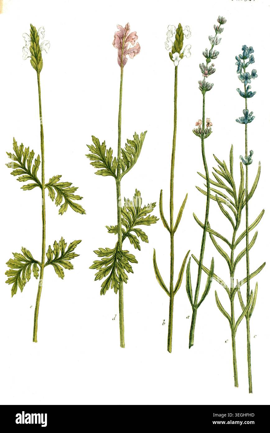 Botanik, Pflanzen, a. Lavendula latifolia spica, B. Lavendula flore albo, c. Lavendula angustifolia, d. Lavendula folio disecto, e. Lavendula folio multifido. Verschiedene Varianten des Lavendel, Reproduktion von einer Vorlage aus dem 19. Jahrhundert. Authentisch, Datei restauriert für Optimum Verwendung, genaues Datum der Vorlage unbekannt Foto Stock
