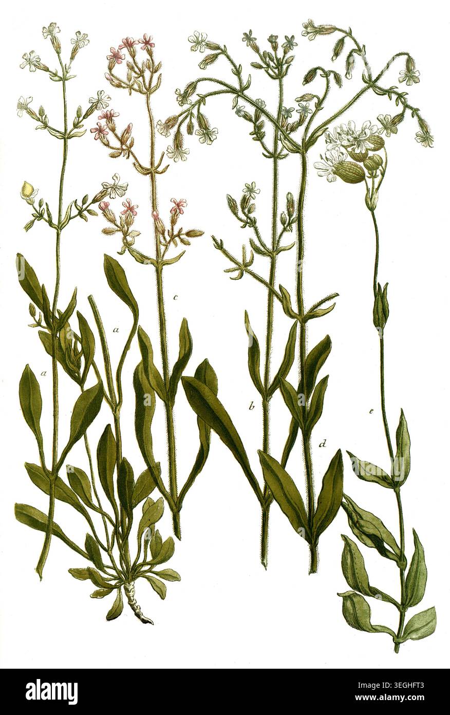 Botanik, Pflanzen, a. Lychnis viscusa montana, hoher Steinbrech, B. Lychnis viscosa flore albo, c. Lychnis viscosa flore carneo, d. Lychnis sylvestris alba, e. Lychnis sylvestris album vulgo, Reproduktion von einer Vorlage aus dem 19. Jahrhundert. Authentisch, Datei restauriert für Optimum Verwendung, genaues Datum der Vorlage unbekannt Foto Stock