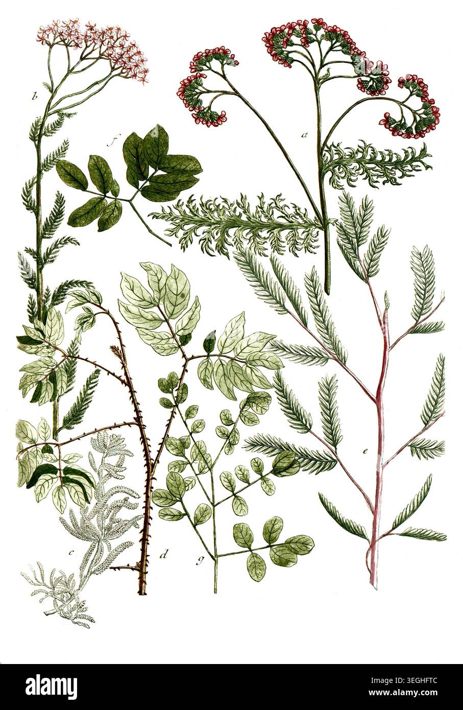 Botanik, Pflanzen, a. Millefolium rubro flore, B. Millefolium rubrum vulgare, c, Millefolium tomentosum greticum, d. Mimosa Major spinosa, e. Mimosa de Jamaica, Patavina dicta, F. Mimosa sw Jamaica latifolia, g. Mimosa sensitiva Zeylanica, Reproduktion von einer Vorlage aus dem 19. Jahrhundert. Authentisch, Datei restauriert für Optimum Verwendung, genaues Datum der Vorlage unbekannt Foto Stock