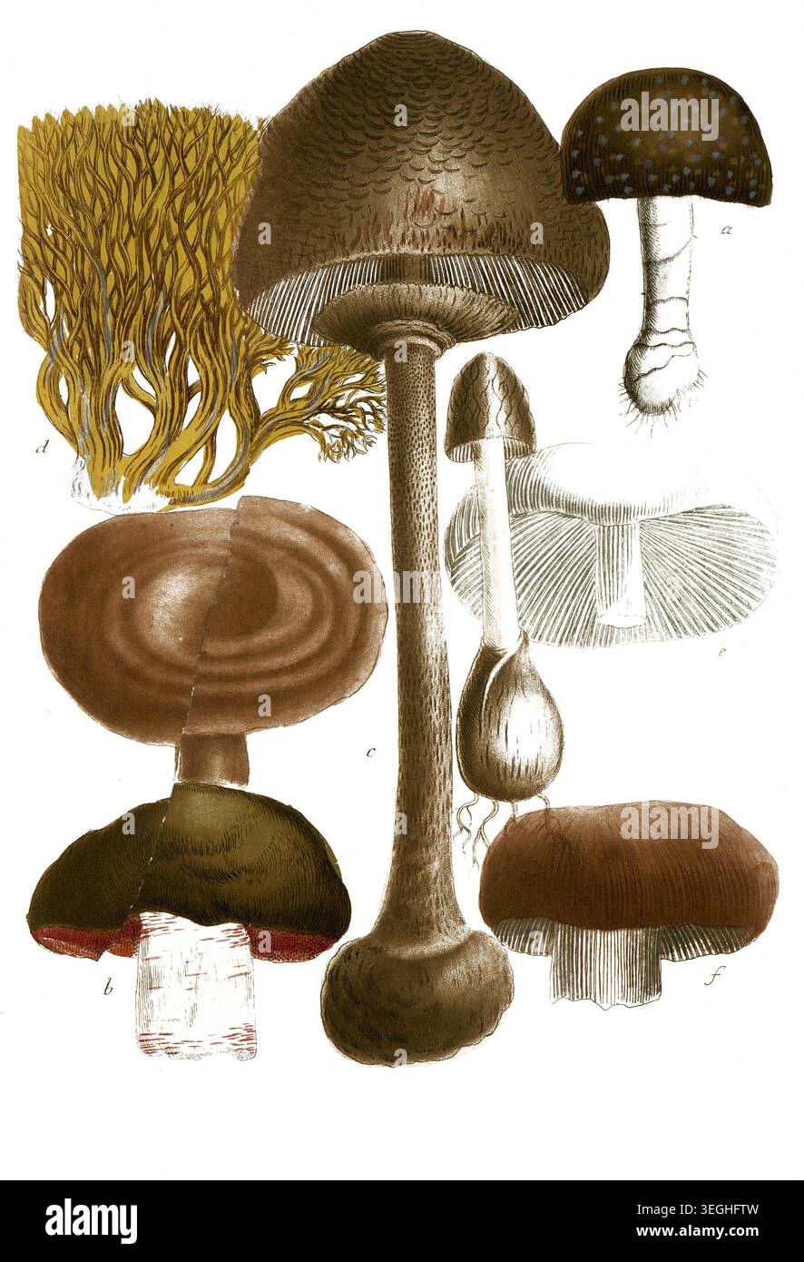 Botanik, Pflanzen, a, Fungus pediculo, B. Fungus campestris inferne rubens, c. Fungus foeditus, d. Fungus coralliformis, e. Fungus piperatus, F. Fungu Foto Stock