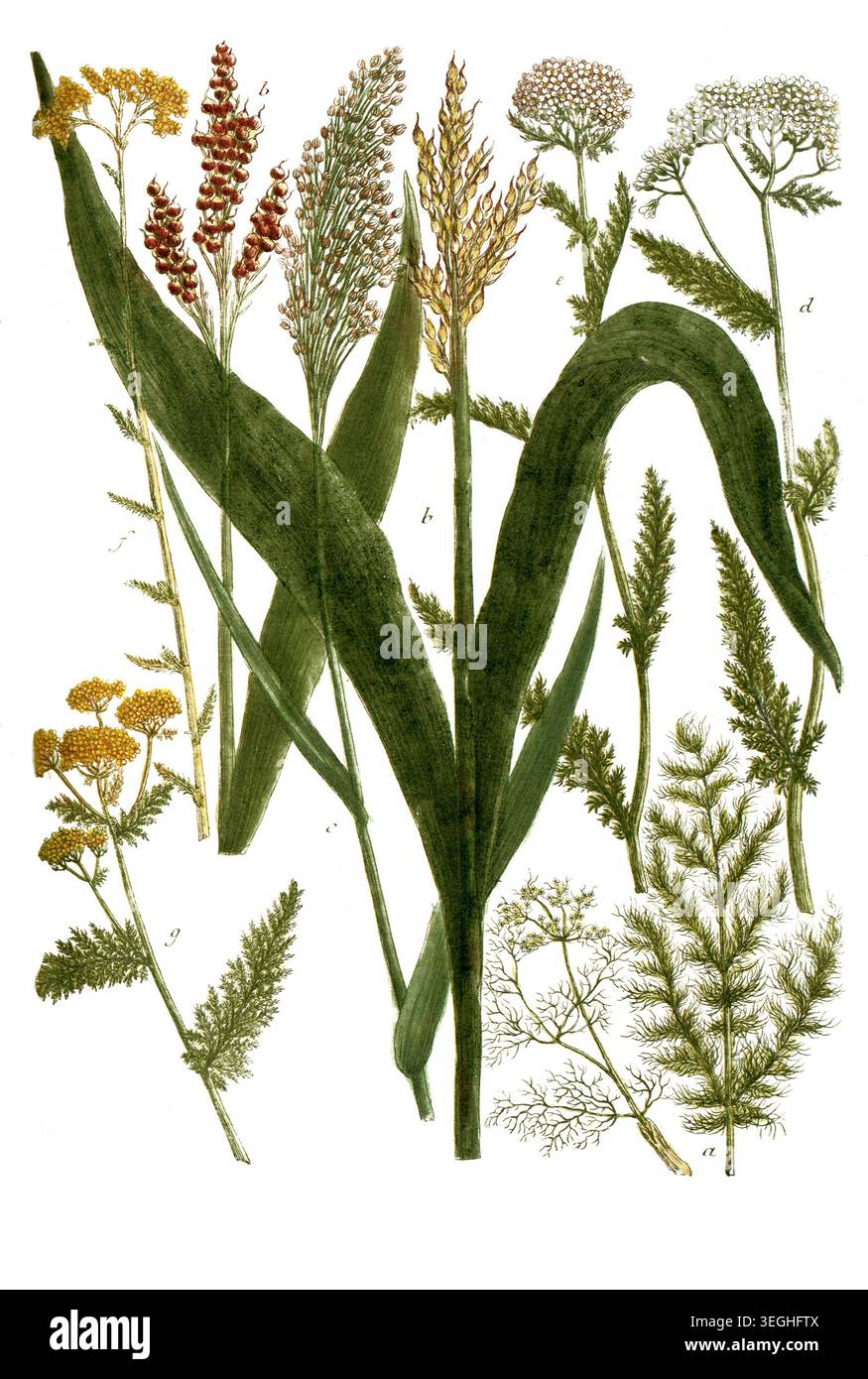 Botanik, Pflanzen, a. Meum, Foeniculum ursinim, Bärwurz, b. Milium arundinaceum indicum, c. Milium vulgare, Hirse, d. Millefolium vulgare album, Schafgarbe, e. Millefolium flore incarnato, F. Millefolium voma aurea, g. Millefolium luteum, Reproduktion von einer Vorlage aus dem 19. Jahrhundert. Authentisch, Datei restauriert für Optimum Verwendung, genaues Datum der Vorlage unbekannt Foto Stock