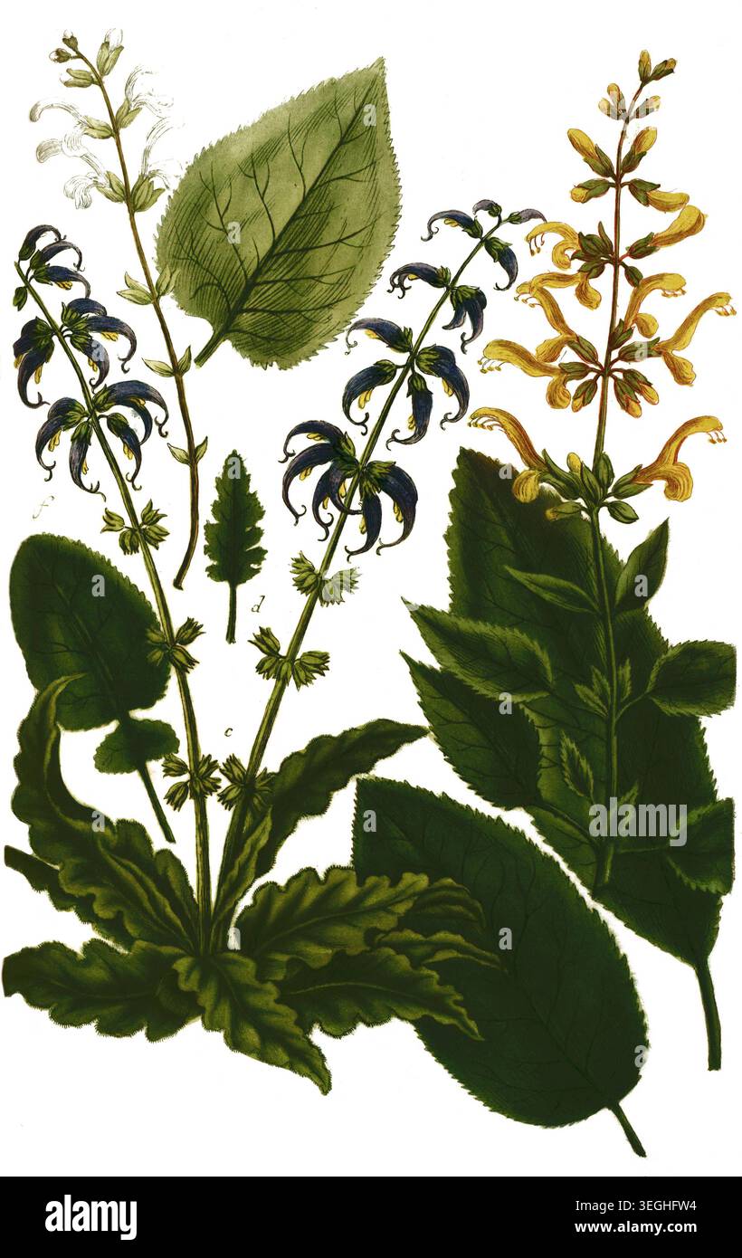 Botanik, Pflanzen, Salbei, Salvia, Horminum ist eine Pflanzengattung in der Familie der Lippenblütler, hier verschiedene Varianten, Reproduktion von e Foto Stock