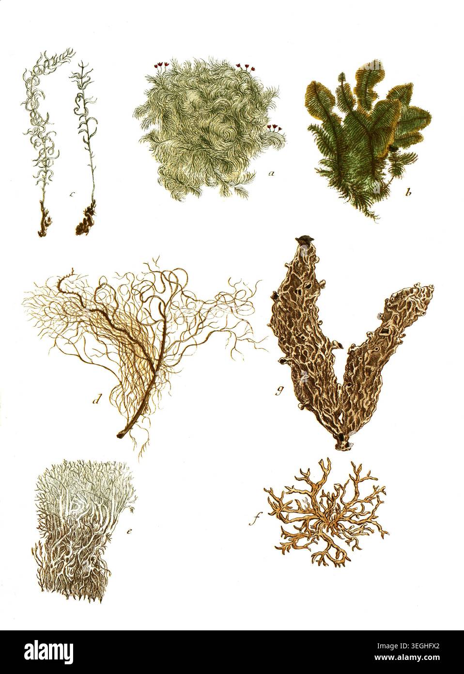 Botanik, Pflanzen, Muscus, a. filicinus adianthi, B. filicinus ramosus, c. filicinus non ramosus, d. quermis barbatus, e. cornutus, f. arboreus, g. pulmonarius prolifer, Reproduktion von einer Vorlage aus dem 19. Jahrhundert. Authentisch, Datei restauriert für Optimum Verwendung, genaues Datum der Vorlage unbekannt Foto Stock