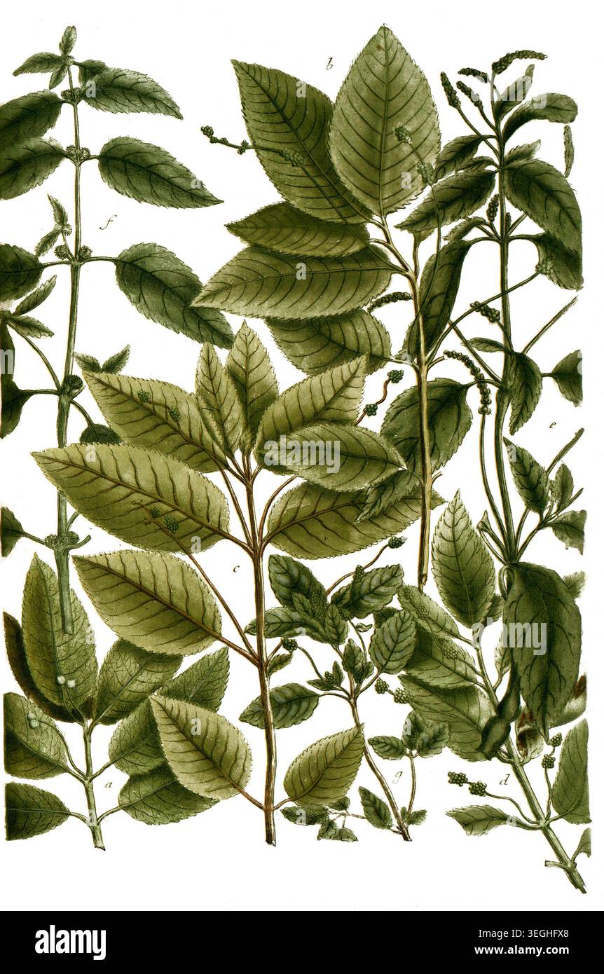 Botanik, Pflanzen, Bingelkraut, Mercularis, a. montana, b. spicata, c. sylvatica, d. spicata angustifolia, e. spicata foemina, f. testiculata, g. cynocrambe maculata, Reproduktion von einer Vorlage aus dem 19. Jahrhundert. Authentisch, Datei restauriert für Optimum Verwendung, genaues Datum der Vorlage unbekannt Foto Stock