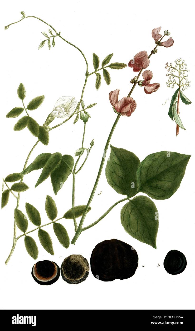 Botanik, Pflanzen, Bohnen, Hülsenfrüchte, a. Phaseolus americanus purgans, B. Phaseolus brasilianus, c. Phaseolus brasilianus fructus luteo, d. Phaseolus aegyptiacus, e. Phaseolus indicus, Glyzyrrhiza foliis, F. Ohillyrea folio leviter ferrato, Steinlinde, Reproduktion von Einer 19. Jahrhundert. Authentisch, Datei restauriert für Optimum Verwendung, genaues Datum der Vorlage unbekannt Foto Stock