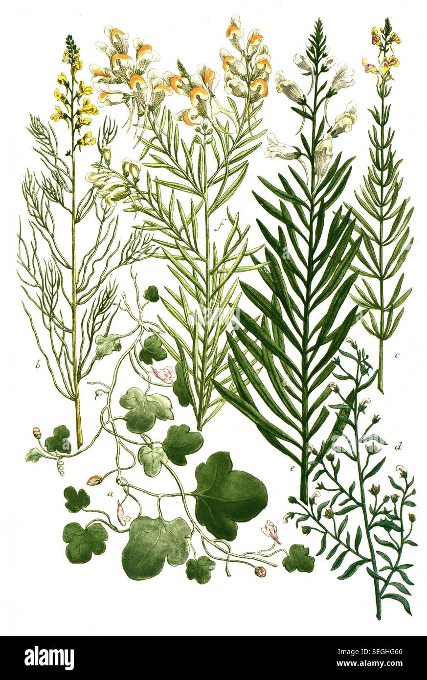 Botanik, Pflanzen, a. Linaria cymbalaria, Zimbelkraut, B. Linaria foliis foeniculi, c. Linaria hispanica, d. Linaria minima, e. Linaria non ramosa flo Foto Stock