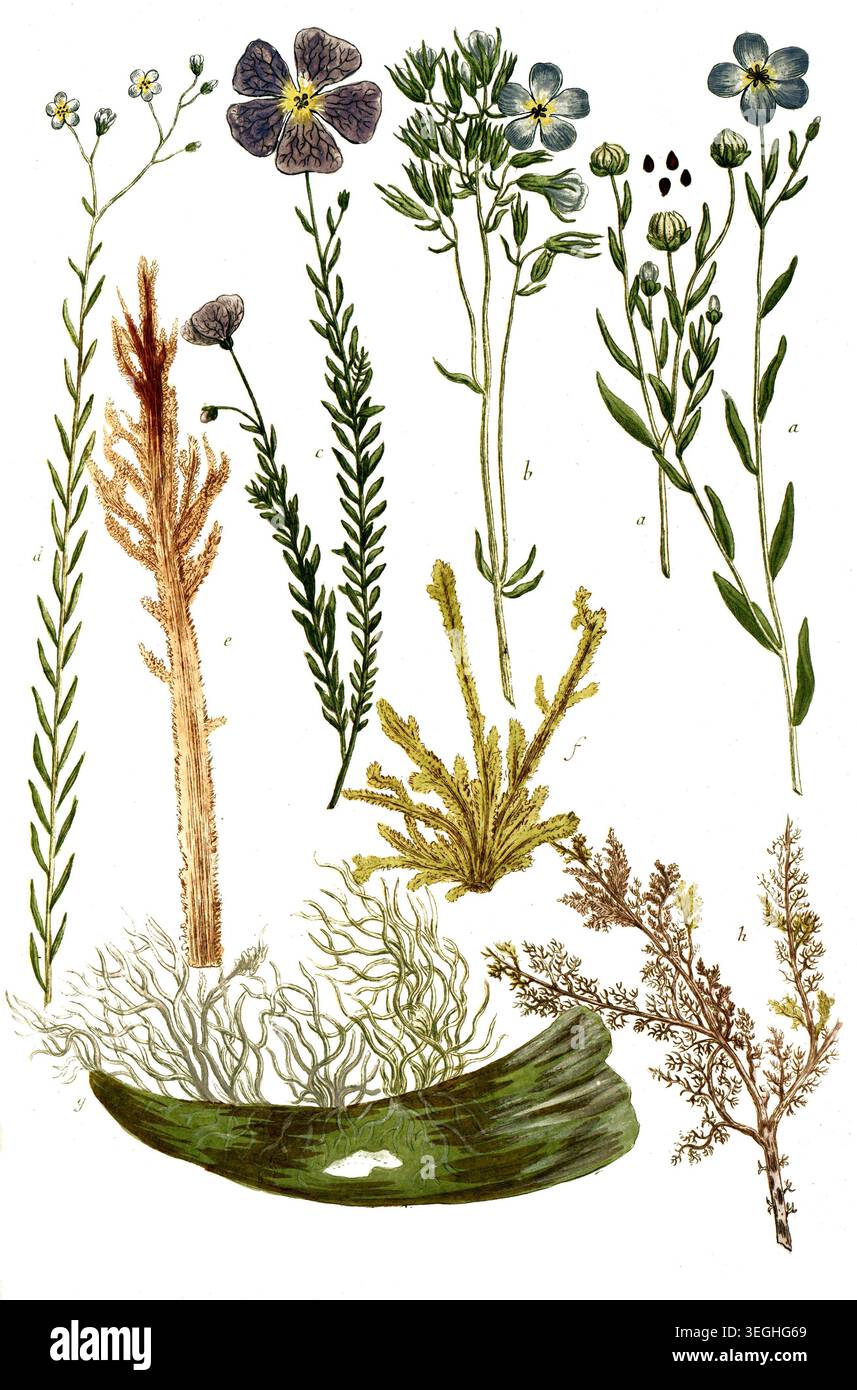 Botanik, Pflanzen, a. Linum sativum, Flachs, B. Linum perenne mapis, c. Linum sylvestris, d. Linum sylvestre minus, e. Lithophyton americanum, F. Lith Foto Stock