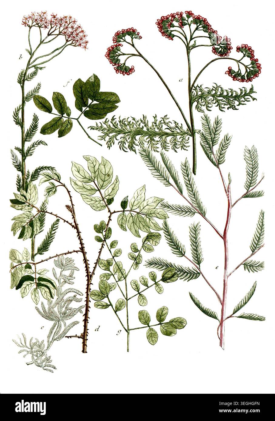 Botanik, Pflanzen, a. Millefolium rubro flore, B. Millefolium rubrum vulgare, c, Millefolium tomentosum greticum, d. Mimosa Major spinosa, e. Mimosa d Foto Stock