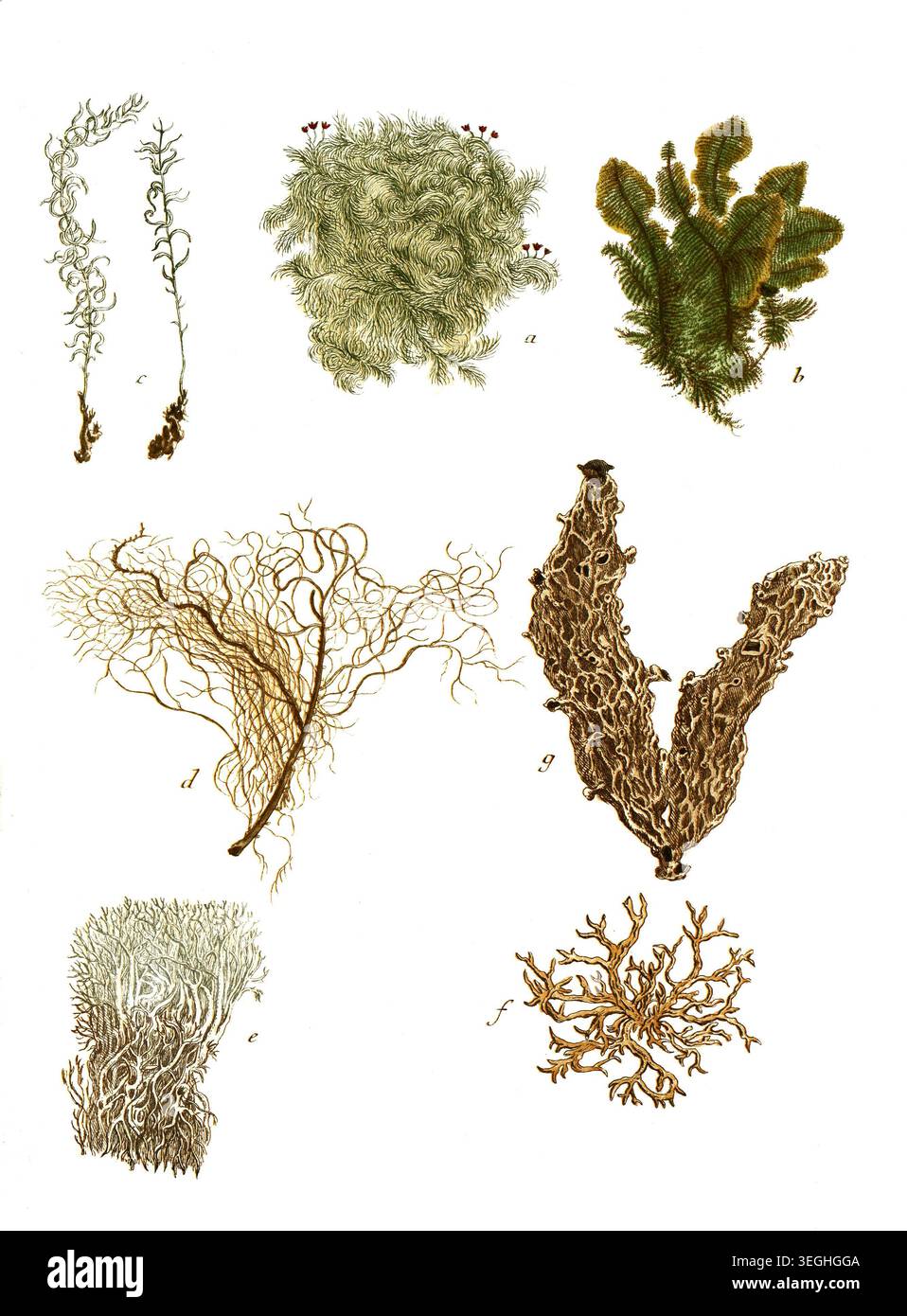 Botanik, Pflanzen, Muscus, a. filicinus adianthi, B. filicinus ramosus, c. filicinus non ramosus, d. quermis barbatus, e. cornutus, f. arboreus, g. pu Foto Stock