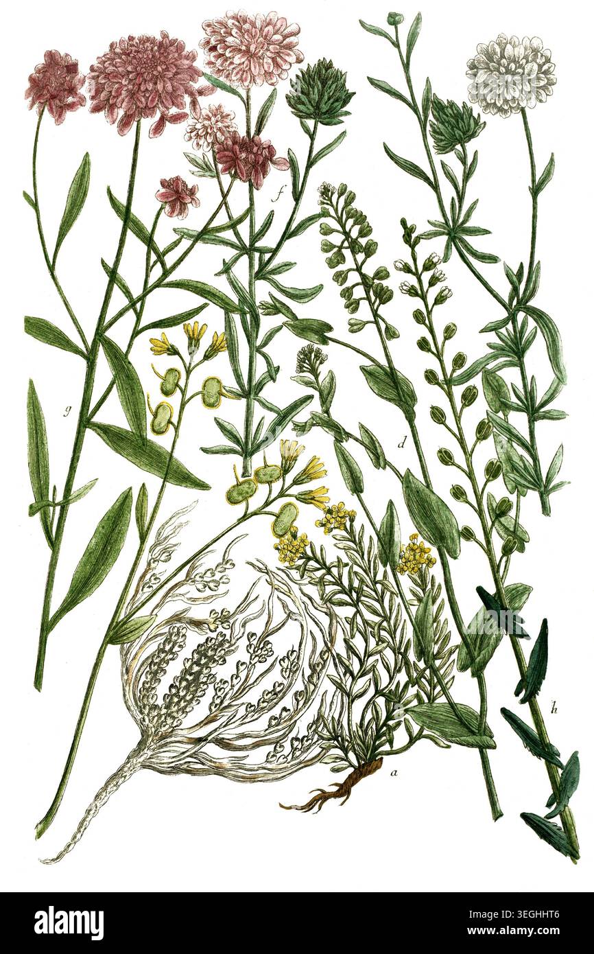 Botanik, Pflanzen, a. Thlaspi montana, B. Thlaspi biscutatum, c. Thlaspi fruticosum, Rose von Jericho, d. Thlaspi perfoliatum, e. Thlaspi umbellatum f Foto Stock