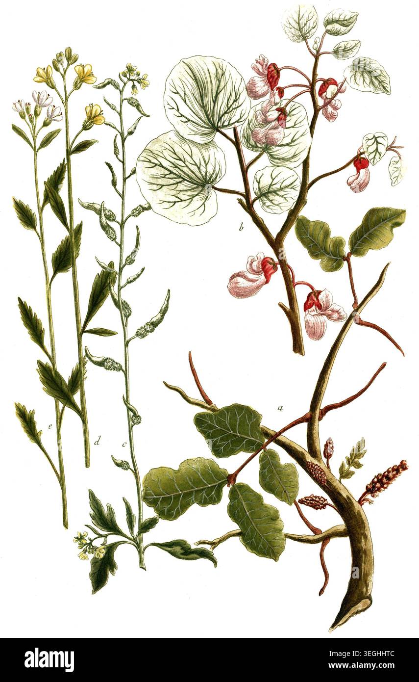 Botanik, Pflanzen, a. Siliqua dulcis ceratia, Johannisbrot, B. Siliqua rotundifolia, S. Sinapi moutarde, d. Sinapi hispanicumparvum flore albo, e. sin Foto Stock