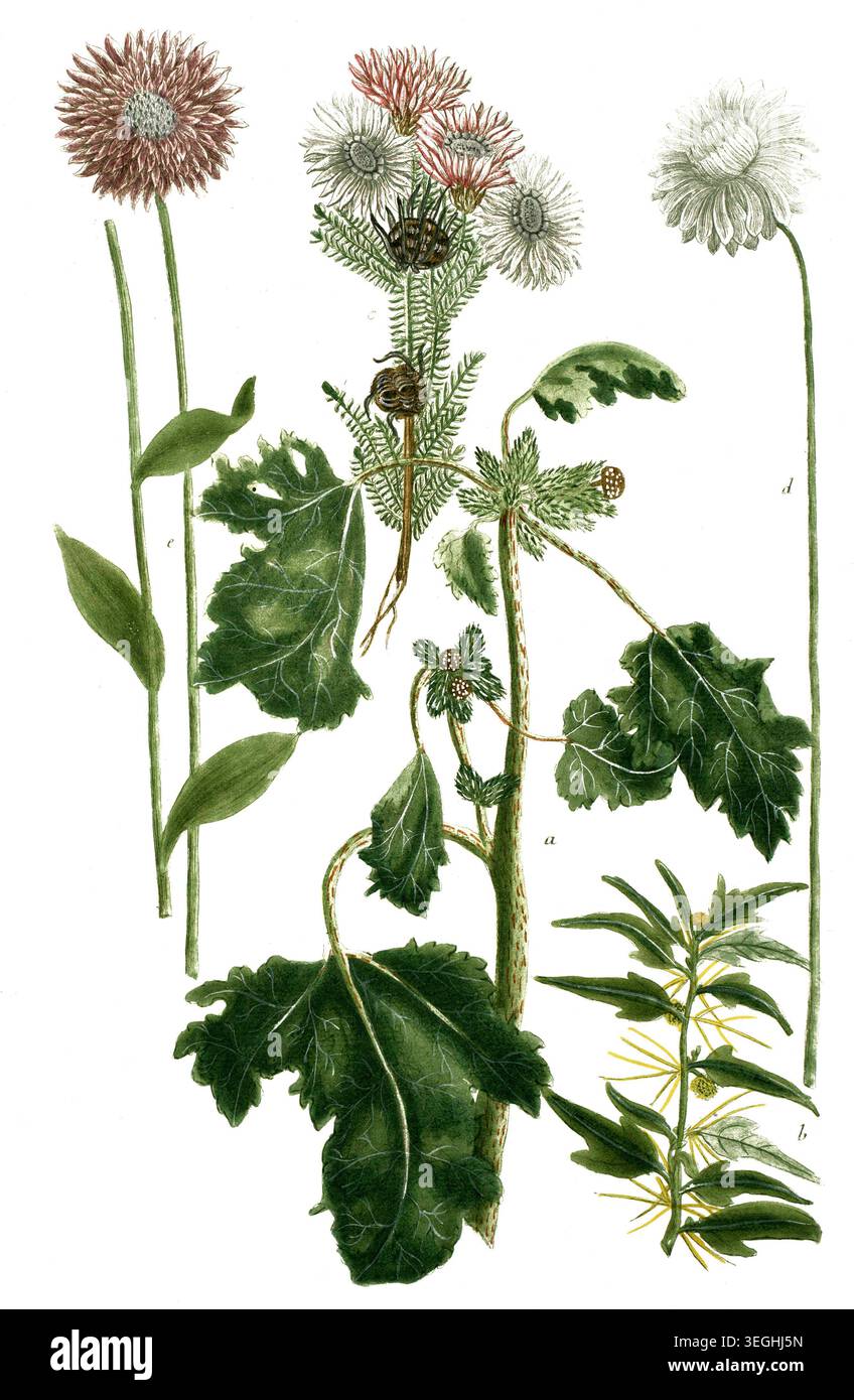 Botanik, Pflanzen, a. Xanthium lappa, Spitzklette, B. Xanthium spinosum, Dornige Spitzklette, c. Xeranthemum africanum, d. Xeranthemum flore albo, e, Foto Stock