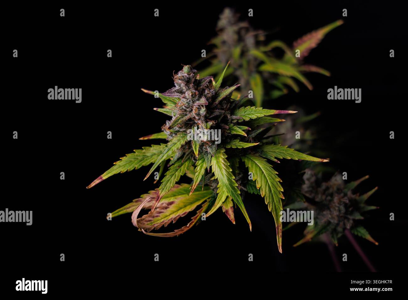 Pianta di cannabis in fiore con punte viola e trichomi di cristallo, crescita interna. Foto Stock