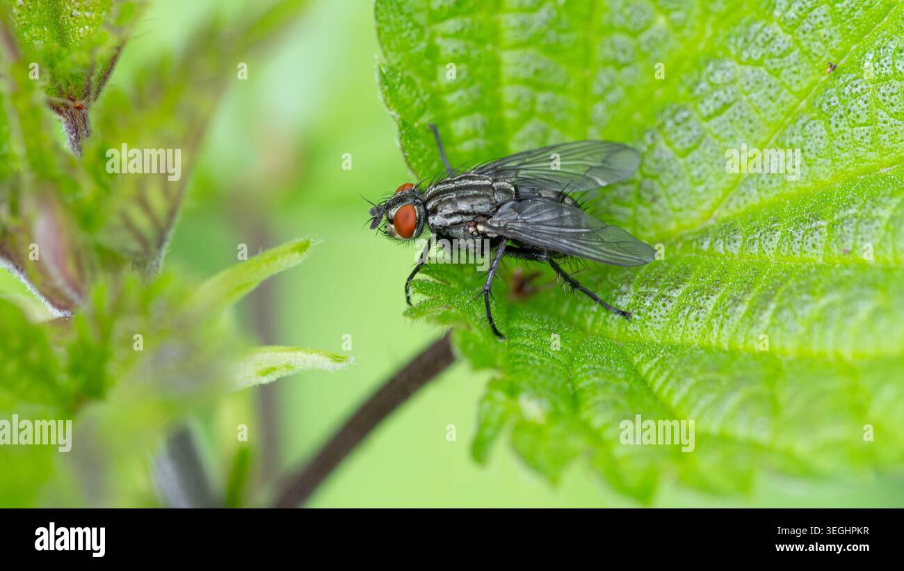 Biodiversità - Sarcophagidae - Macro di alta classe di carne vola con molti dettagli. Foto di alta qualità Foto Stock