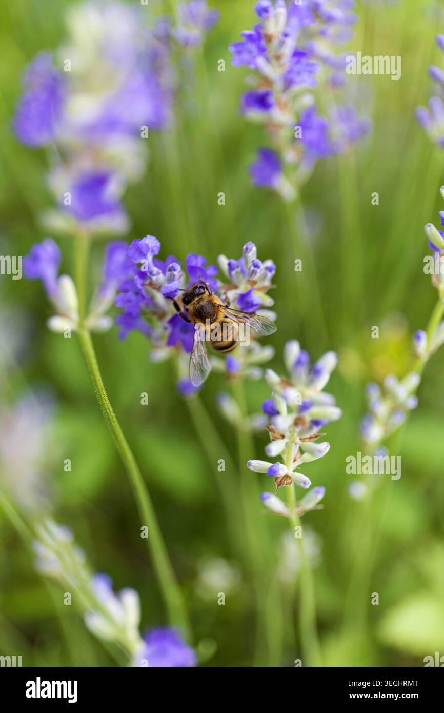 Api che impollina fiori di lavanda in fiore nel giardino estivo. Morbido sfondo floreale viola con profondità di campo ridotta. Foto Stock