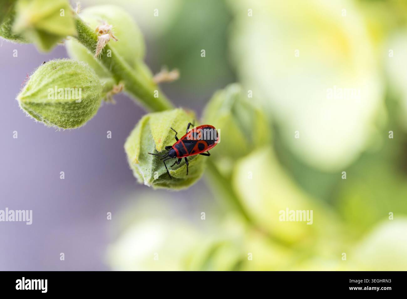 Macro primo piano di un insetto rosso e nero che poggia su uno stelo verde con luce naturale estiva. Foto Stock
