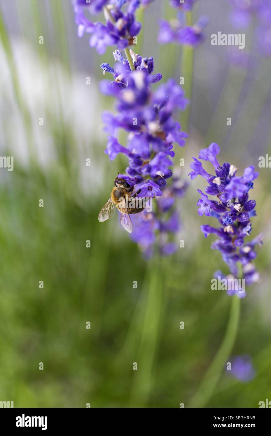 Api che impollina fiori di lavanda in fiore nel giardino estivo. Morbido sfondo floreale viola con profondità di campo ridotta. Foto Stock