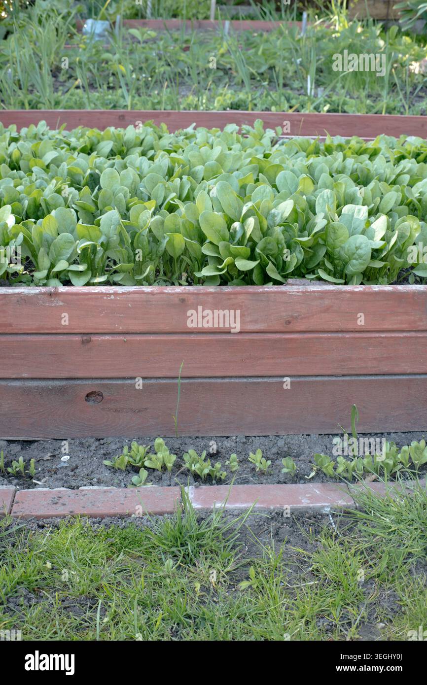 Coltivare spinaci in giardino. Foto Stock