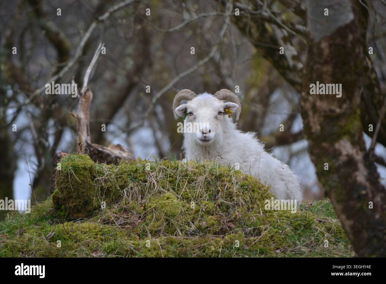 Una pecora che pascolava nel bosco vicino a Kenmore, in Scozia Foto Stock