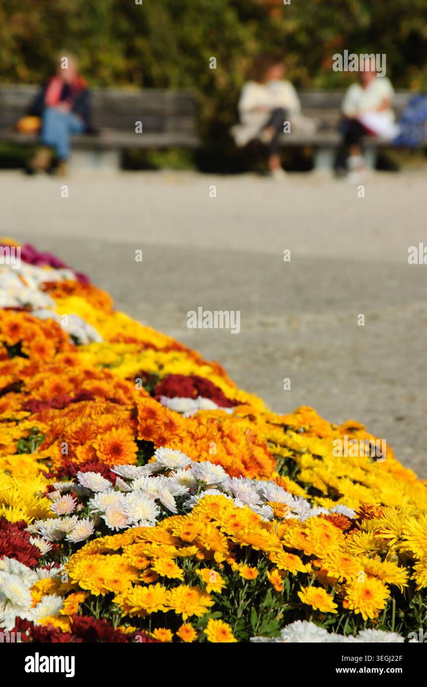 Colorate aiuole di crisantemi nel parco parigino. Attenzione selettiva ai fiori bianchi e alle persone sfocate sedute sulla panchina sullo sfondo. Foto Stock