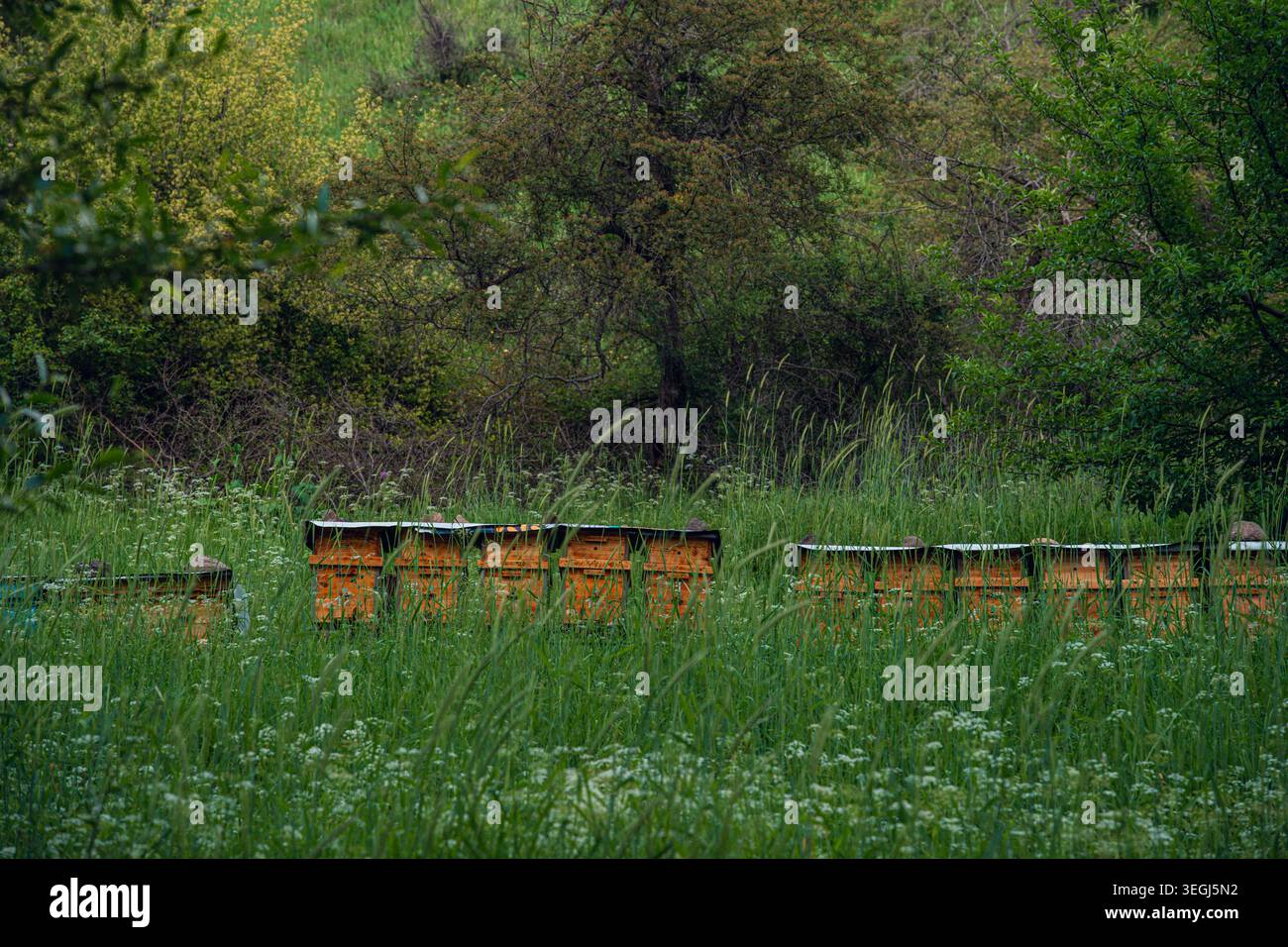 Una fila di alveari annidati in erba alta e circondati da una vegetazione vibrante, che presenta un ambiente naturale sereno ideale per l'apicoltura. Foto Stock