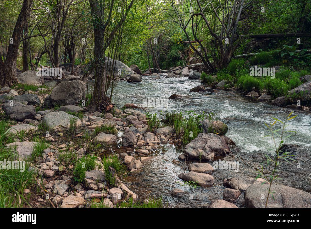 Un tranquillo ruscello scorre sopra le rocce in un vibrante ambiente forestale, circondato da vegetazione lussureggiante e alberi, creando una tranquilla scena naturale. Foto Stock