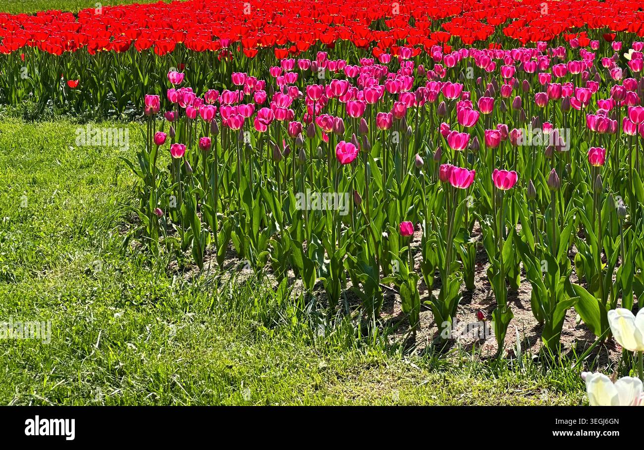 Vivace campo di tulipani rossi e rosa in fiore sotto cieli azzurri Foto Stock