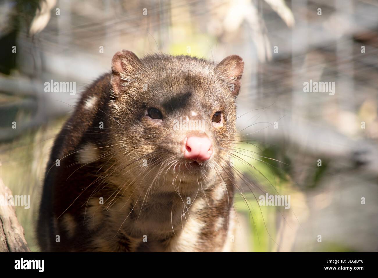I Quoll dalla coda maculata sono marsupiali che hanno una pelliccia dal rosso intenso al marrone scuro e ricoperti da macchie bianche sul retro che continuano lungo la coda. Foto Stock