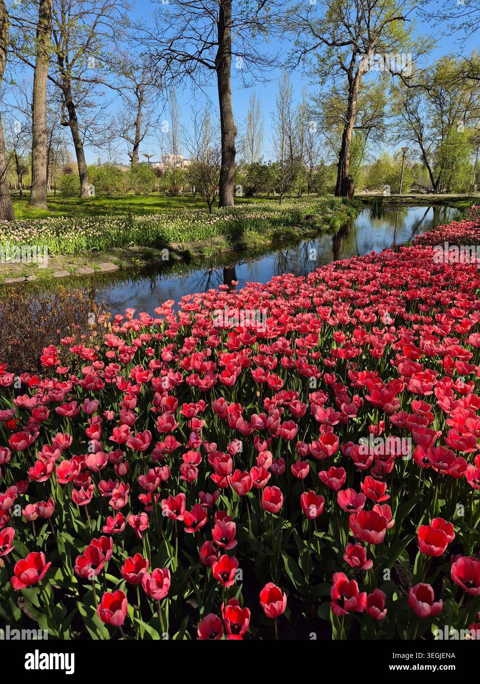 Parco pubblico panoramico con colorata piantagione di tulipani e riflessi sull'acqua - Immagine stock catturata con smartphone