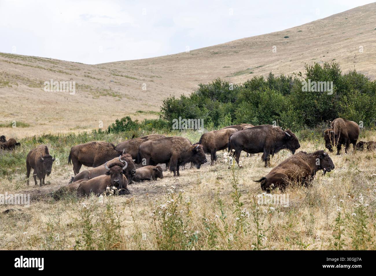 Plains Bison, National Bison Range, Dixon, Montana, Stati Uniti Foto Stock