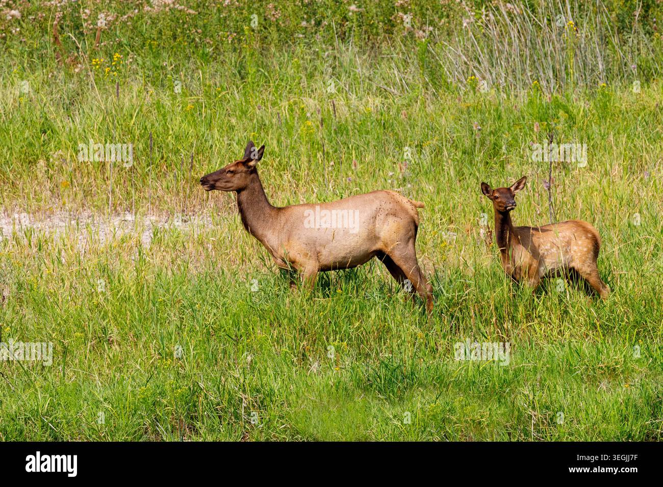 Cervi dalla coda bianca ahd fawn, Odocoileus virginianus, National Bison Range, Dixon, Montana, STATI UNITI Foto Stock