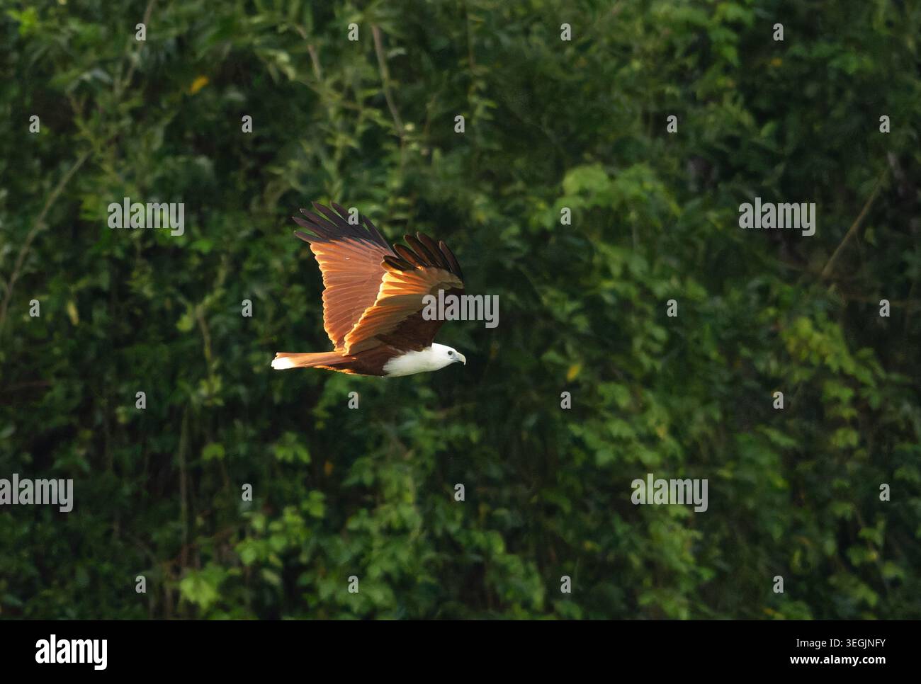 Brahminy Kite (Haliastur indus) si innalza sulla foresta ripariale a Colleges Crossing, Brisbane, Queensland, Australia. Foto Stock