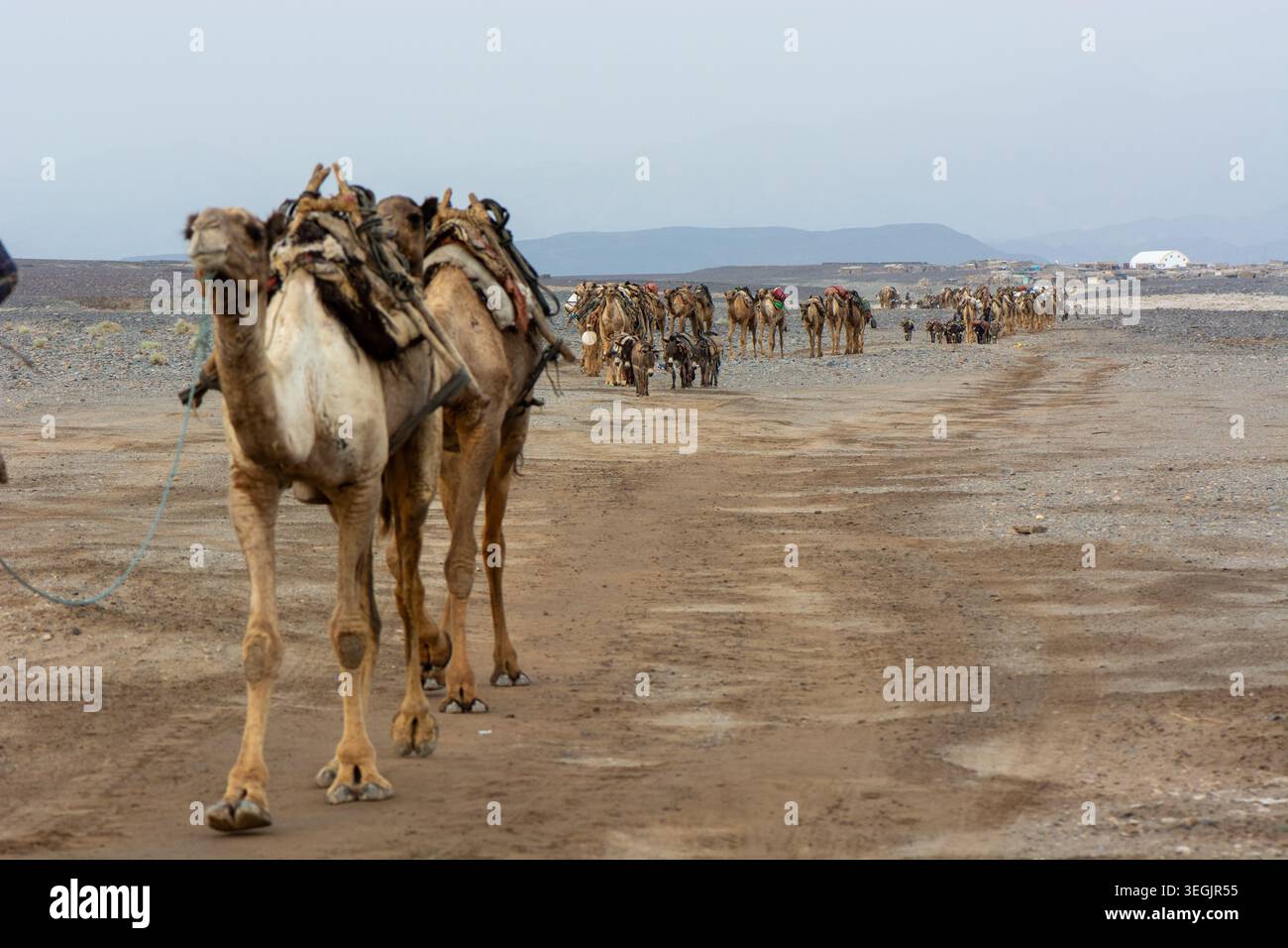 Una lunga carovana di dromedari viaggia attraverso l'arido paesaggio vulcanico di Danakil. Gli animali trasportano merci lungo un sentiero polveroso in uno degli hott della Terra Foto Stock