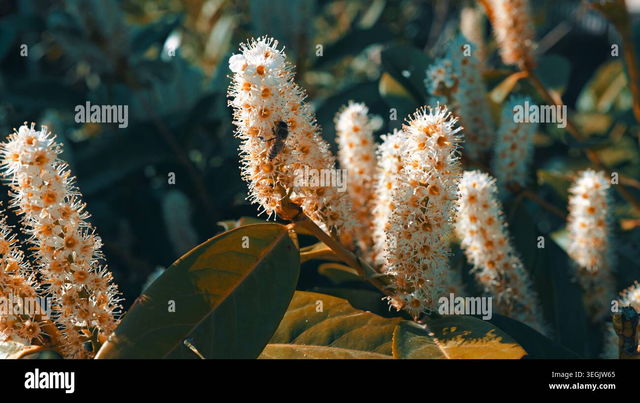 prunus laurocerasus produce punte cilindriche erette di fiori con fiori bianchi e anatre arancioni, formando dense fogliame ornamentale con gl ampio Foto Stock