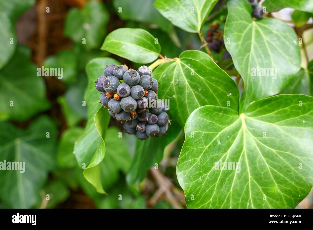 gruppo fruttifero dell'helix hedra con bacche mature scure posizionate su un breve peduncolo, circondato da ampie foglie verdi con una venazione definita che forma c Foto Stock