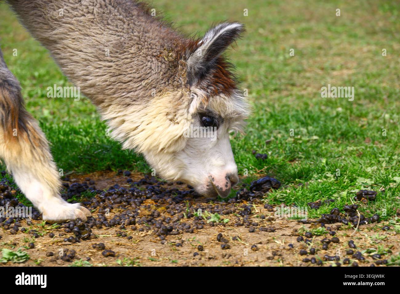alpaca giovane con cappotto marrone chiaro e bianco in vista ravvicinata, testa abbassata all'erba con pellet di concime visibili, pascolo all'aperto con cameli Foto Stock