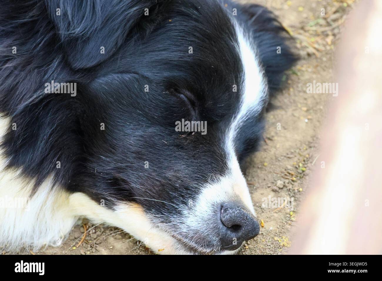 il cane da mandria in bianco e nero che riposa a terra, i dettagli di un cucciolo ravvicinato per il contenuto di animali e la grafica del cane funzionante Foto Stock