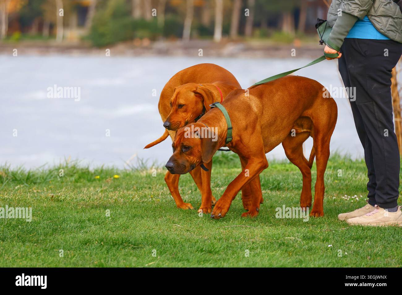 ridgeback rodesiani ribelli che camminano da vicino sui guinzagli, mostrando forte lealtà e legame con il proprietario, evidenziando le caratteristiche del pedigree, Foto Stock