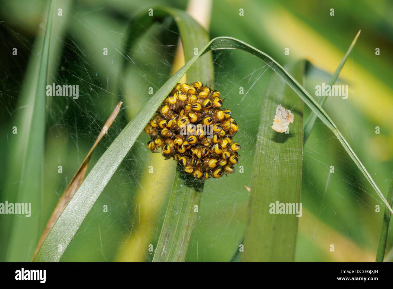 Palla di ragni appena nati del ragno europeo del giardino, Araneus diadematus. Sussex, Regno Unito Foto Stock