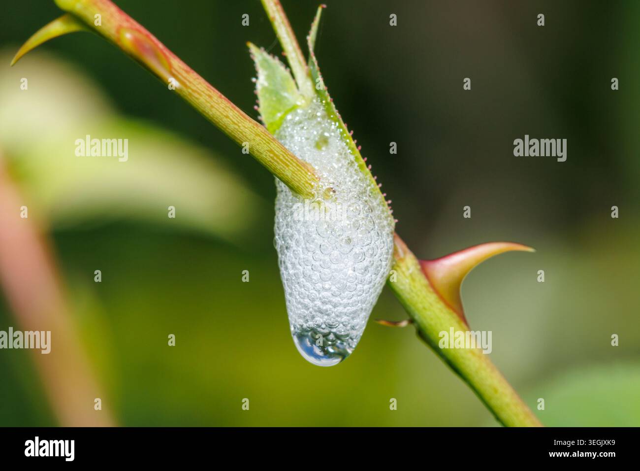 Cuculo sputato appeso a una pianta in un giardino inglese Foto Stock