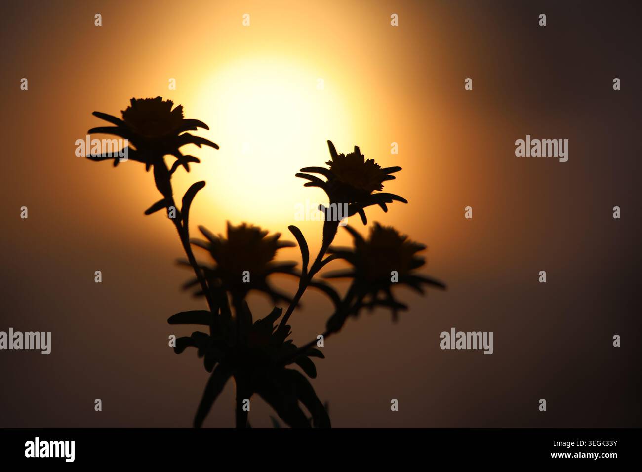 Silhouette di fiori selvatici contro un grande sole dorato al tramonto all'ora d'oro Foto Stock