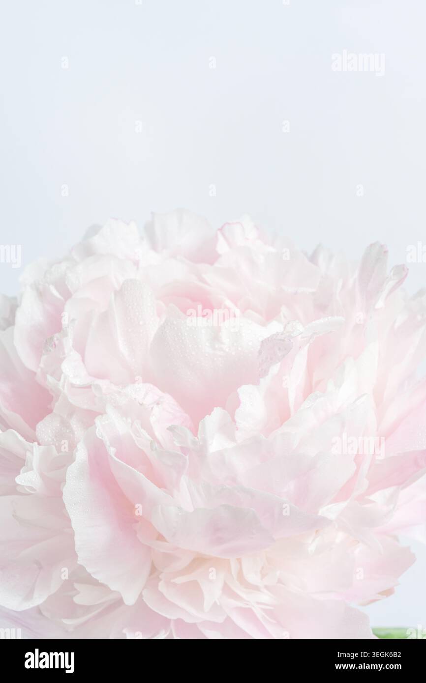 Delicato fiore di peonia rosa tenue con una delicata messa a fuoco su sfondo chiaro. Ideale per la primavera, la bellezza o i temi romantici. Copia spazio Foto Stock