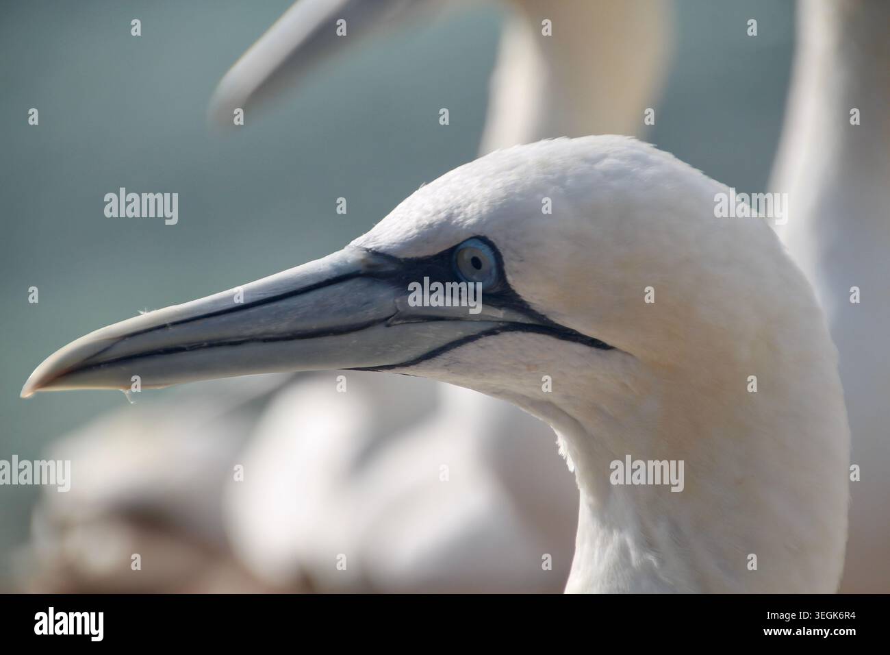 Primo piano della testa di un uccello marino bianco, che mette in risalto il becco affilato e l'occhio blu Foto Stock