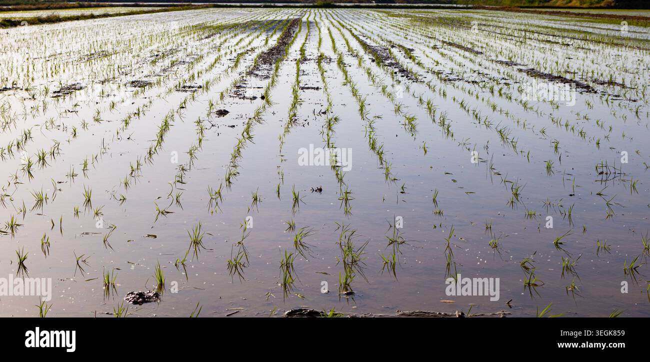 Piantine fresche di riso verde piantate in un campo agricolo allagato sotto la luce naturale. Tradizionale paesaggio agricolo asiatico Foto Stock