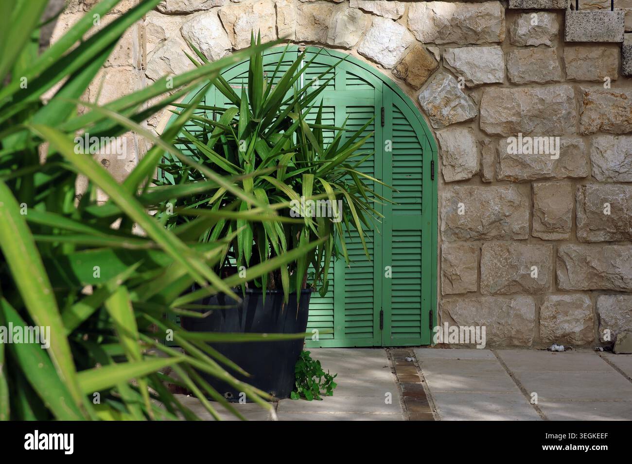 Una porta ad arco verde in legno con piante verdi. Foto Stock