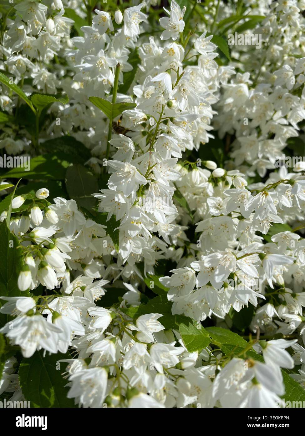 Abbondanti fiori bianchi di Deutzia gracilis boscaglia in fiore nel giardino primaverile. Foto Stock